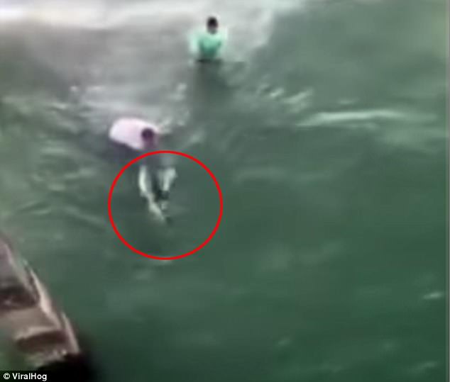 Pse nuk duhet ta ngacmosh kurrë një peshkaqen, qoftë i vogël (VIDEO)