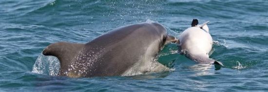 Nëna delfin i jep lamtumirën e fundit të voglit të saj në detin Jon (VIDEO)