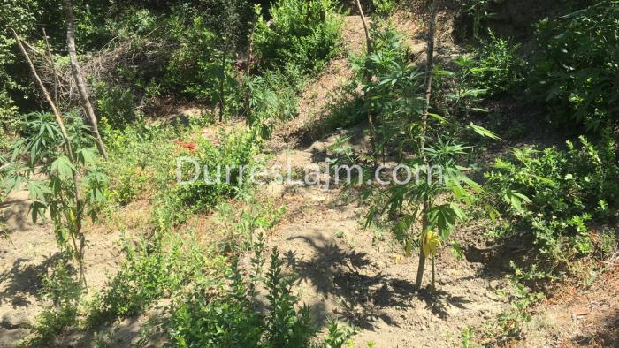 Asgjësohet sërish kanabis, dy të proceduar dhe një në kërkim