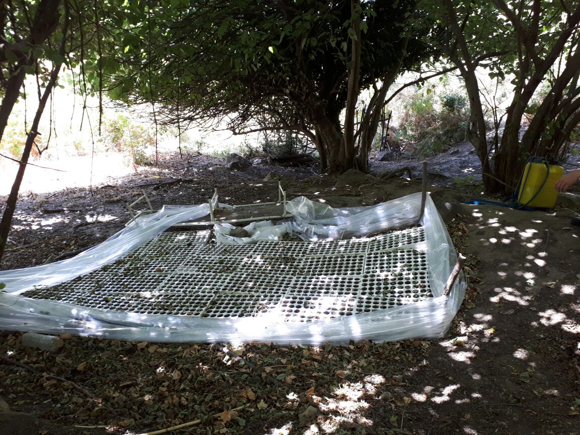 Arrestohen në flagrancë tre shtetas, asgjësohen 1500 bimë Cannabis Sattiva (FOTO)