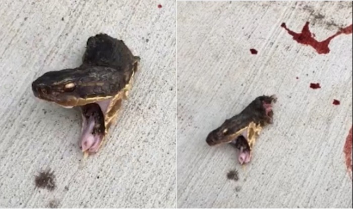 Gjarpri “refuzon” që të ngordhë (VIDEO)