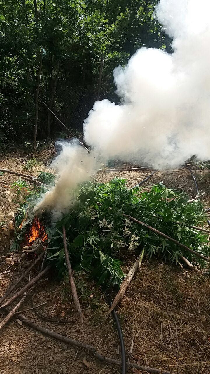 Monitorim nga ajri e toka, digjen 227 rrënjë kanabis në Krujë (FOTO)