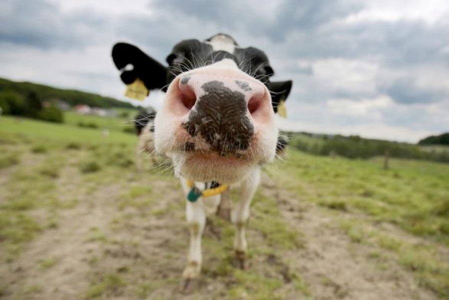 “Po, e përdhunova 3 herë lopën e fqinjit” – Gjyqi i rrallë i shqiptarit