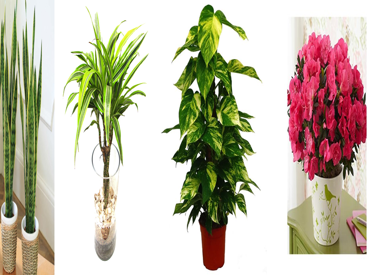 Njihuni me 15 bimët që pastrojnë ajrin e shtëpisë