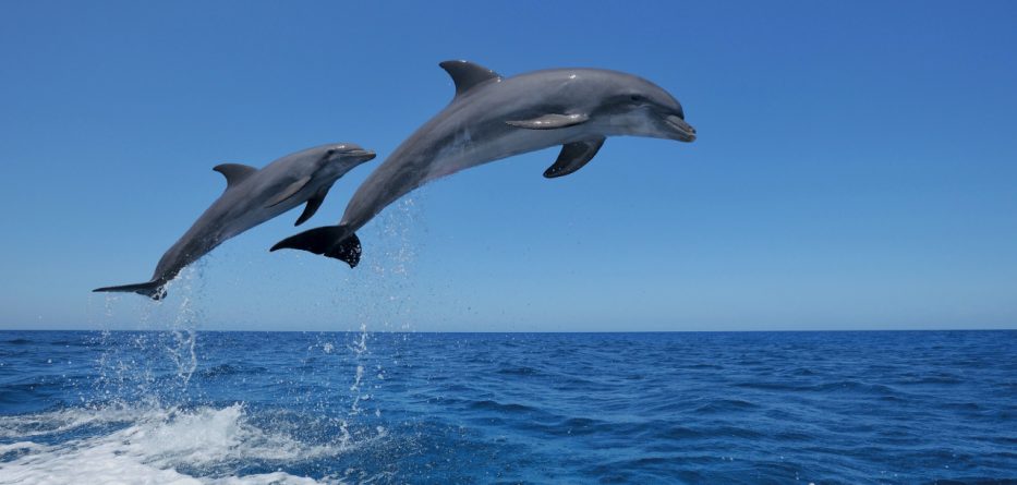 Delfinët do të përdoren për të shpëtuar speciet më të rrezikuara