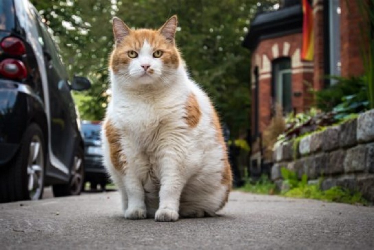 E rrallë/ Vdes gruaja që u infektua nga kafshimi i maces