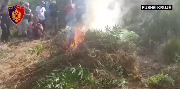 Operacioni masiv antikanabis në qarkun e Durrësit (VIDEO)