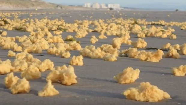 Pikat e verdha pushtojnë bregdetin francez. Çfarë po ndodh? (VIDEO)