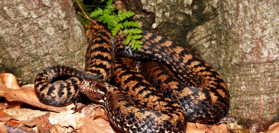 Tronditet familja kur zbulon ku ishin fshehur gjarprinjtë prej kohësh