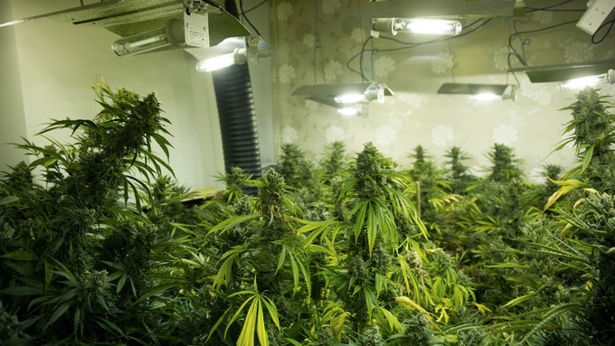 22 vite e 8 muaj burg për 5 shqiptarë që u kapën me kanabis (emrat)