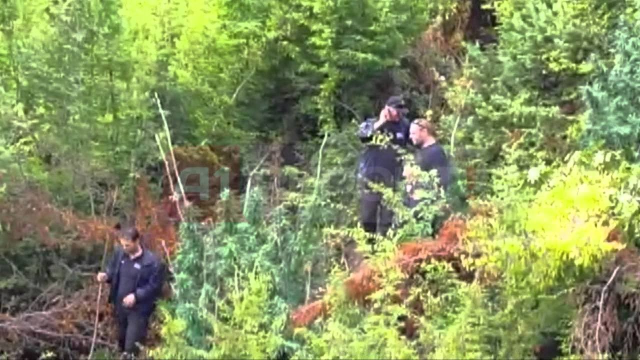 Finalizohet operacioni antikanabis “Kurtes”, arrestohen 2 persona (VIDEO)