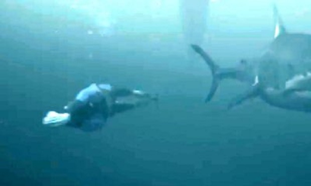 Peshkaqeni i bardhë fiton duelin e shpejtësisë me Michael Phelps (VIDEO)