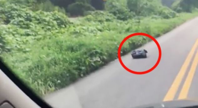 Trembet nga qesja e zezë mes autostradës, s’u beson syve kur e hap (FOTO)