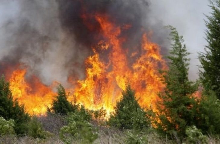 10 vatra zjarri në Durrës e 4 zona pyjore të tjera