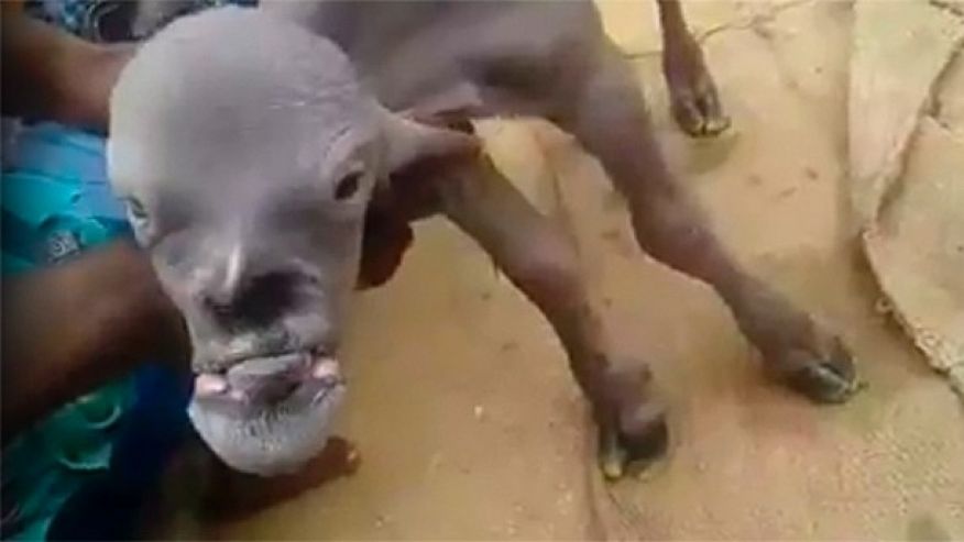 Krijesa “djall” me fytyrën si njeri që po tmerron rrjetin (VIDEO)