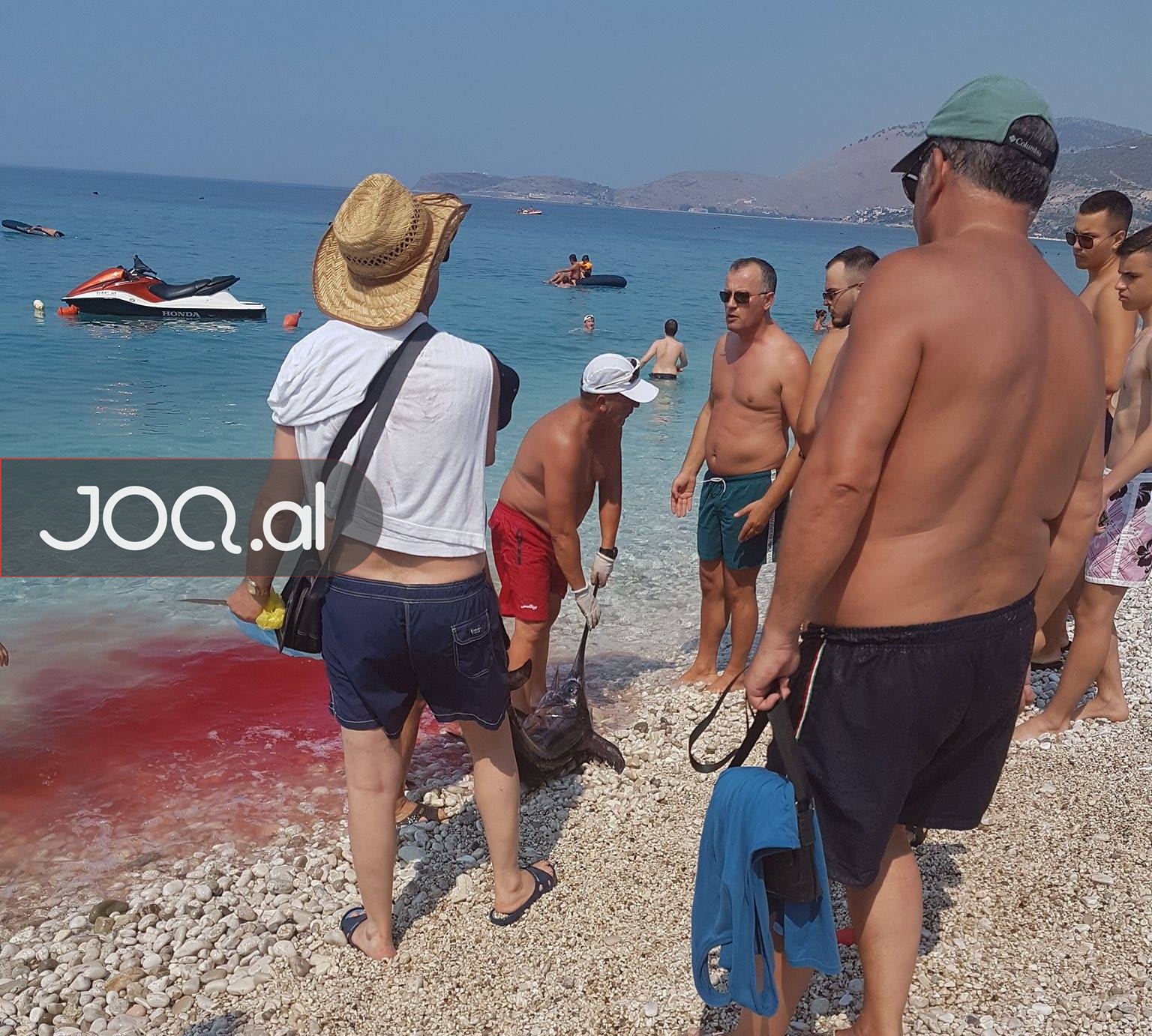 Deti në Borsh skuqet nga gjaku, peshkatari tmerron pushuesit (FOTO)