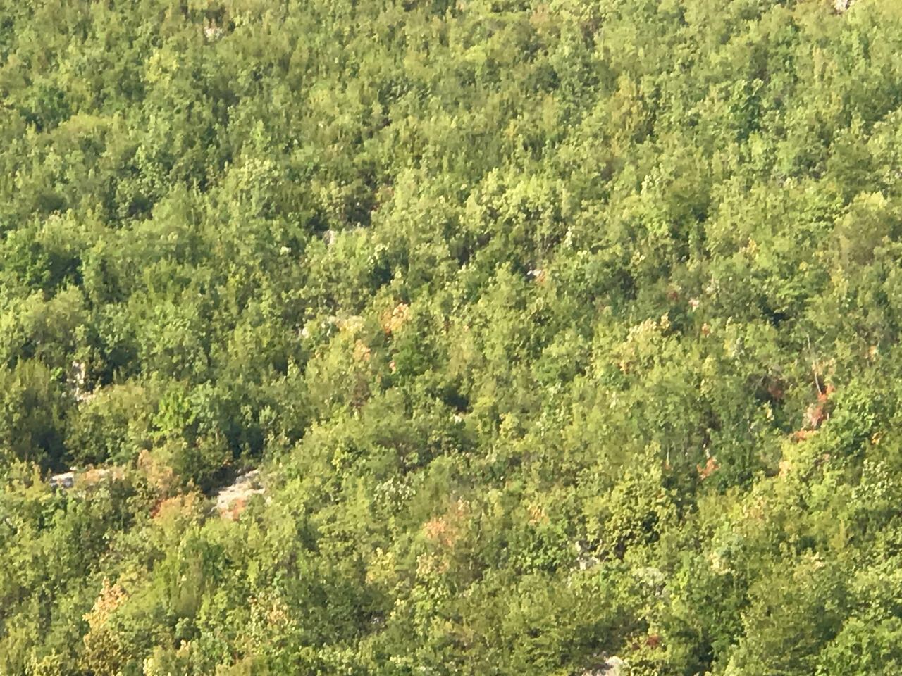 Pas denoncimit të Berishës, reagon policia e Durrësit (FOTO)