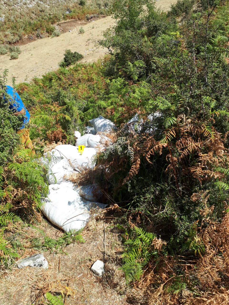 Sekuestrohen 146 kg kanabis sativa