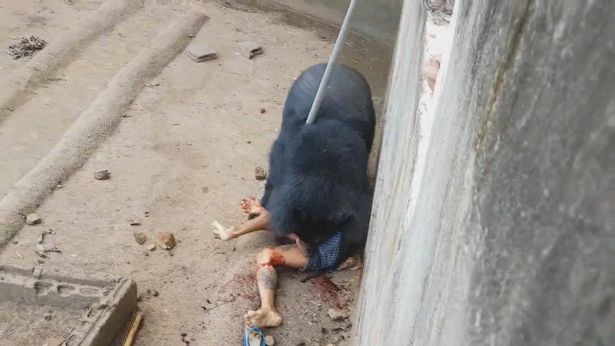 VIDEO/ E frikshme, burri sulmohet egërsisht nga ariu