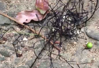 Insekti ‘alien’ që i çuditi të gjithë (VIDEO)