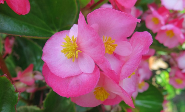 Domethënia e begonjës, lules që zbukuron ballkonet tona (FOTO)