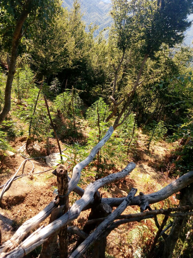 Goditet një tjetër rast kanabisi në Krujë