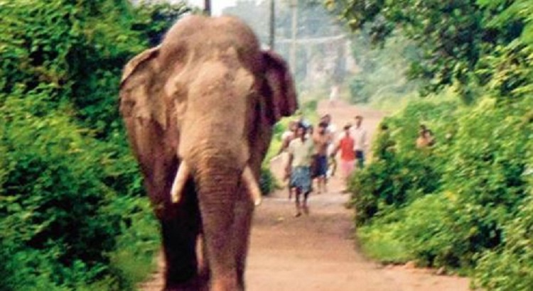 Elefanti vret 14 persona