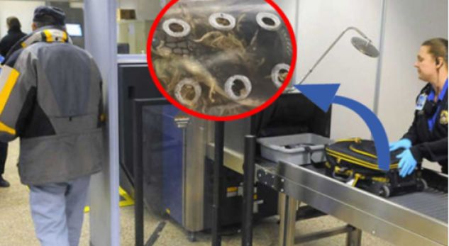 I kontrollojnë valixhen, punonjësit e aeroportit tmerrohen nga ajo që shohin (FOTO)