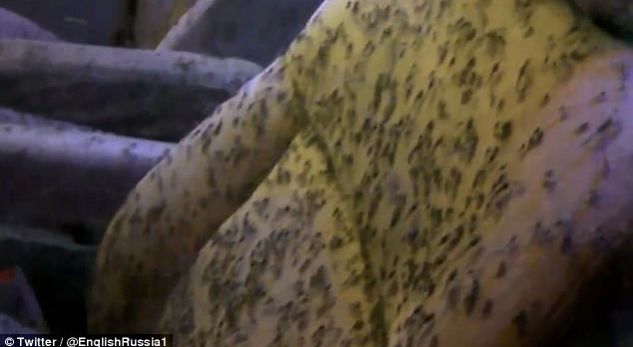 Harron të mbyllë dritaren, mushkonjat i pushtojnë makinën (VIDEO)