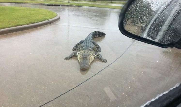 Pas uraganit që goditi Teksasin, krokodilët tmerrojnë banorët (FOTO)