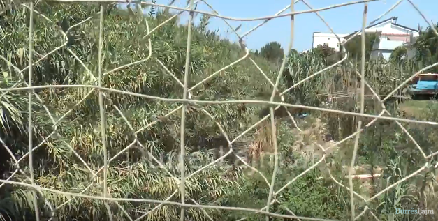 Durrës, fabrika e peshkut hedh mbetjet në kanal, e gjithë lagja po jeton në tmerr (VIDEO)