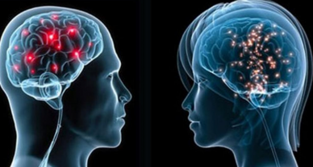 Meshkujt apo femrat? Ja kush e ka trurin më aktiv