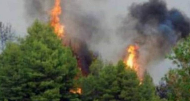 I vuri zjarrin pyllit, pranga 46-vjeçarit