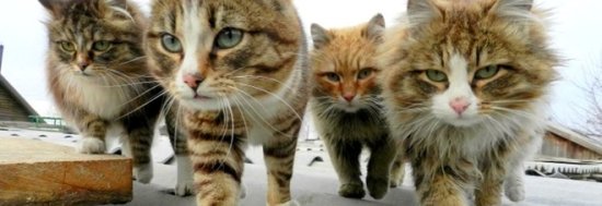 130 mace në 25 metra katrorë, gruaja përfundon në psikiatri