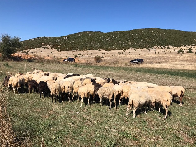 Vodhën tufën me dele në Greqi, në pranga 3 shtetas shqiptarë