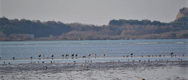 Kjo është parajsa e Durrësit, e rrezikuar nga gjuetia dhe ndërtimet (FOTO)