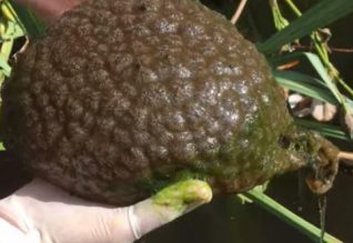 Krijesa e çuditshme që po i habit të gjithë (VIDEO)