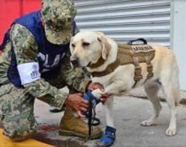 Tërmeti në Meksikë, njihuni me “heroinën” Frida