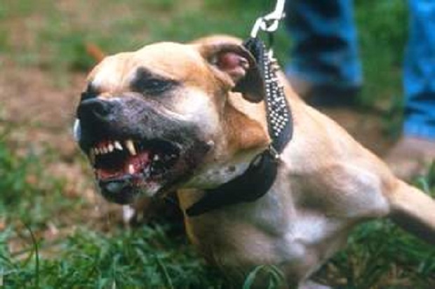 Qentë pitbull vrasin vajzën shqiptare në Itali