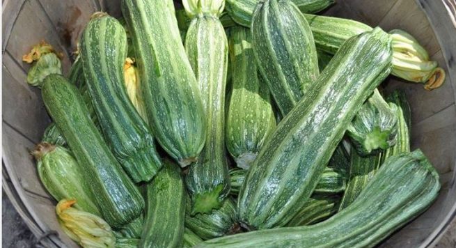 Ndodh edhe kjo, katër shqiptarë arrestohen për kunguj!