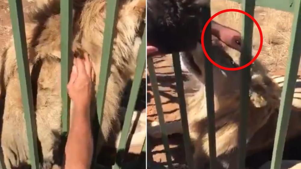 Lojtari i regbisë fut dorën në kafaz për të përkëdhelur luanin, ndodh e papritura