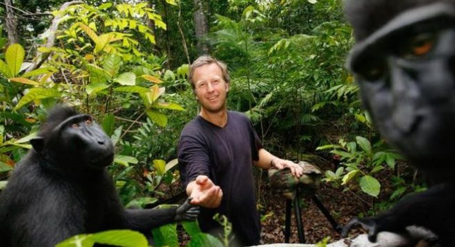 Selfie me majmunin, fotografi përfundon në gjykatë