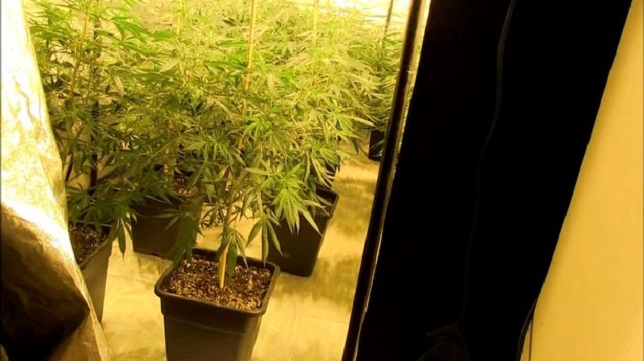 Brenda fabrikës së kanabisit të bandës shqiptare të drogës (FOTO)