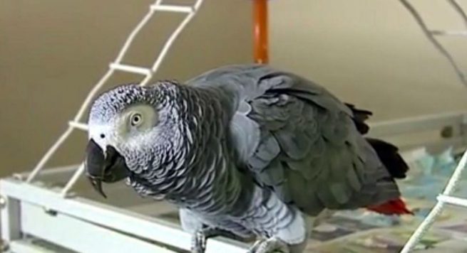 E jashtëzakonshme/ Gruaja vret burrin, papagalli tregon çdo gjë