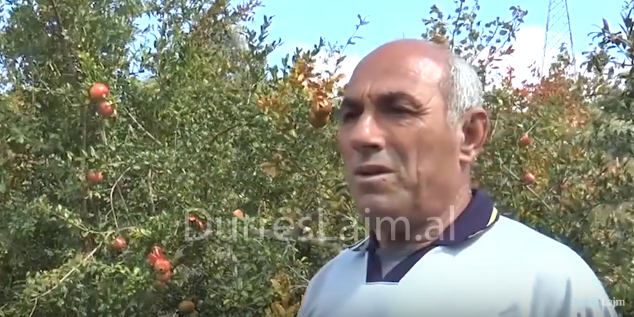 Fermerët e Durrësit në pikë të hallit! (VIDEO)