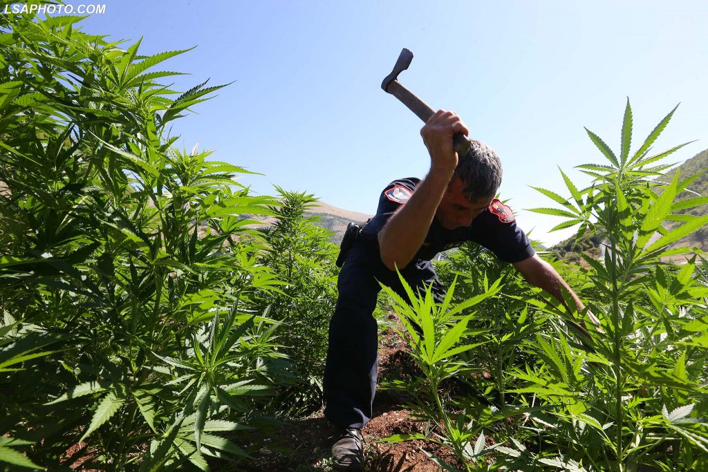 Ja shifrat marramendëse të fituara nga kultimi i drogës në Shqipëri