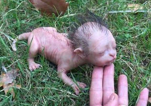 Misteri i krijesës “mace-njeri” (VIDEO)