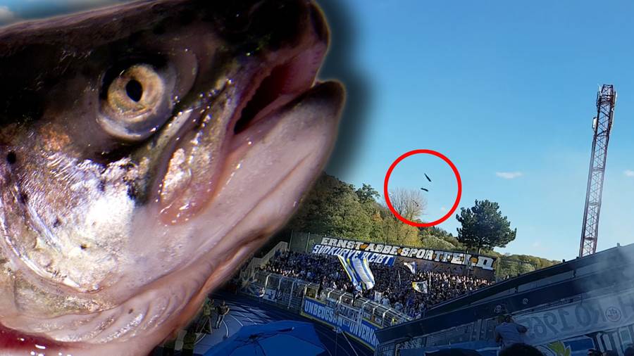 Nuk ishte parë ndonjëherë, tifozët hedhin peshq drejt tifozëve kundërshtarë (VIDEO)