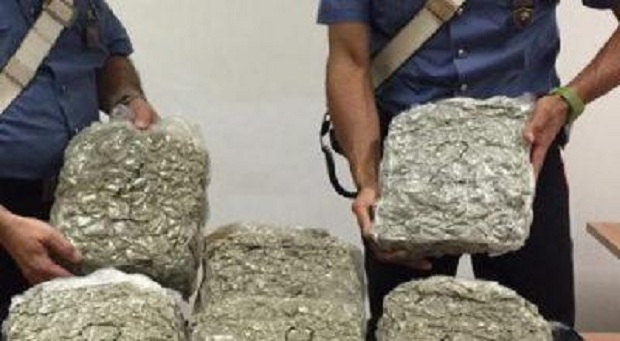 2.7 ton kanabis/ Kush janë shqiptarët që drejtonin trafikun e drogës në Itali (EMRAT)