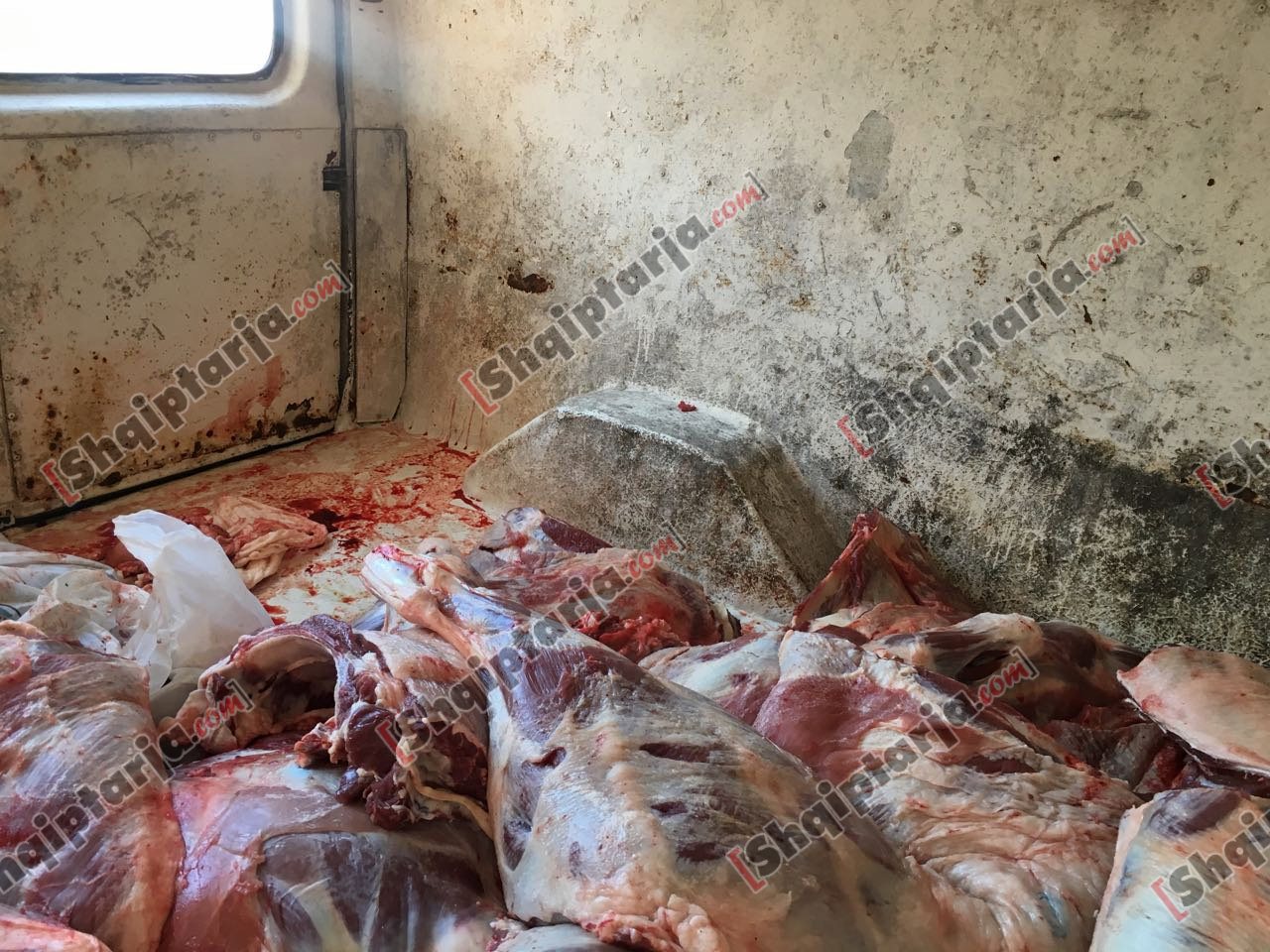 VIDEO/ Mishi transportohet si në Afganistan, pamje skandaloze